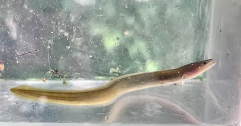 How do eels reproduce? Nobody has ever seen it happen