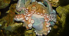 How do octopuses change color in milliseconds?