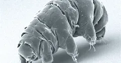 How Do Tardigrades Survive Space? Meet the Toughest Animal Alive