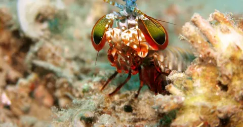 How hard does a mantis shrimp punch?