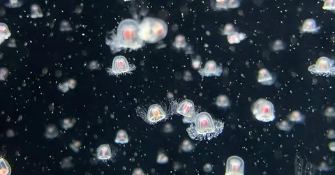 The immortal jellyfish that ages in reverse