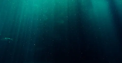 What Would Happen to Your Body at the Bottom of the Mariana Trench?