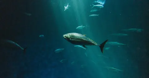 Why the Deep Sea Doesn't Crush Fish: The Physics and Chemistry of Surviving the Abyss