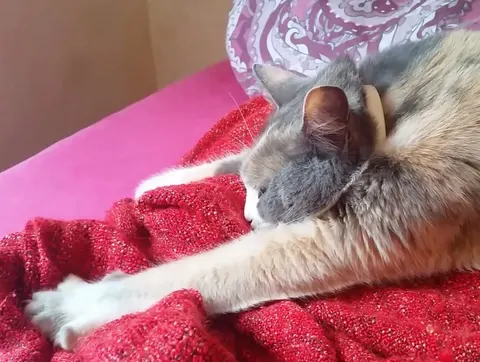 Why do cats knead? The habit that starts at the milk bar