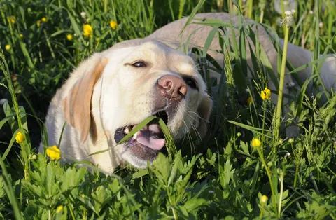 Why do dogs eat grass? It is not because they are sick
