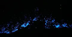 Why Do So Many Sea Creatures Glow? Bioluminescence Explained