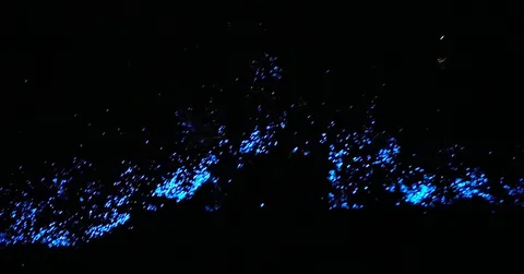 Why Do So Many Sea Creatures Glow? Bioluminescence Explained