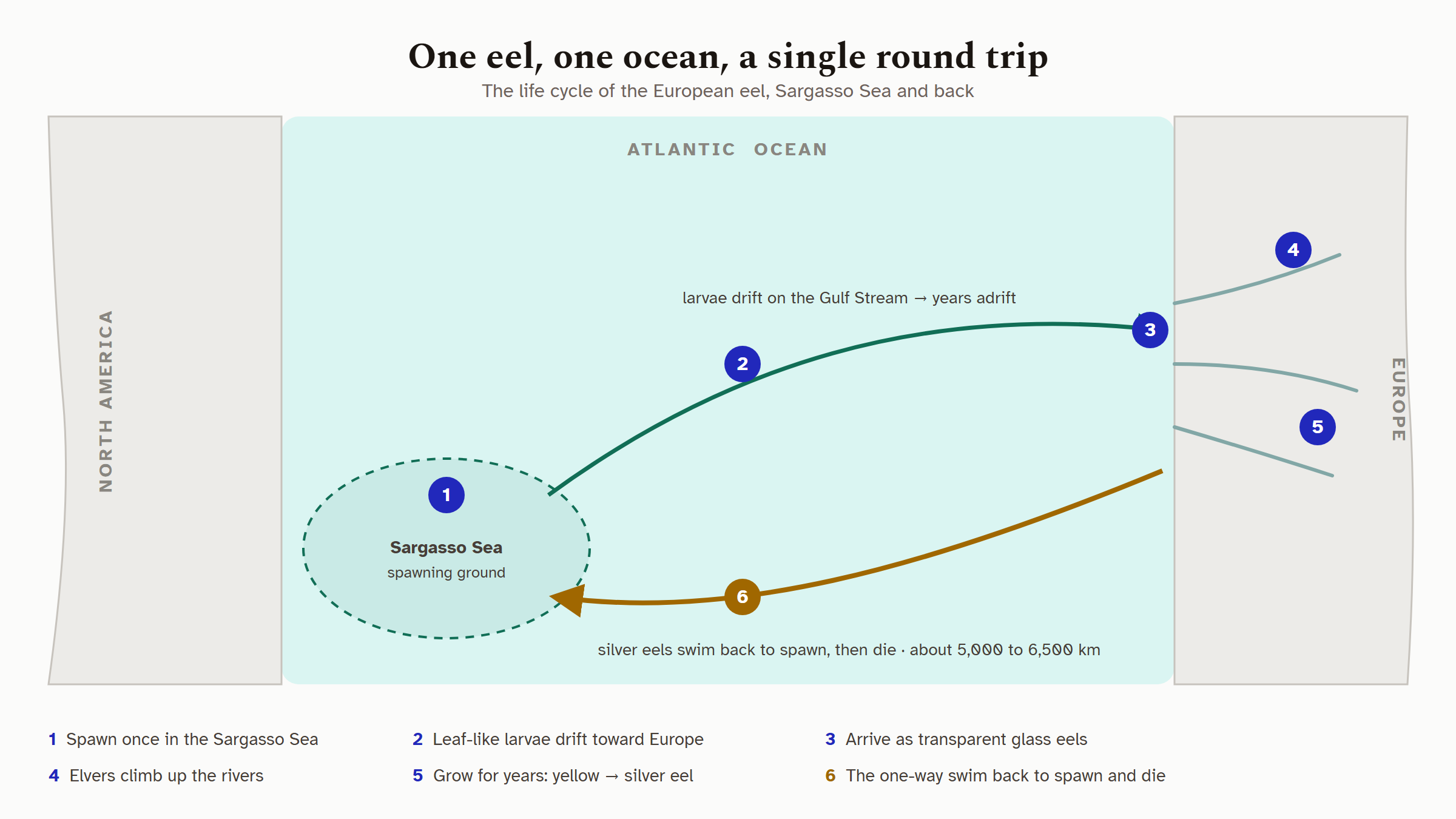 Diagram of the European eel's round trip. It spawns in the Sargasso Sea, its leaf-shaped larvae drift on the Gulf Stream toward Europe, glass eels arrive at the coast and elvers climb the rivers, the eel grows for years from yellow to silver, then swims back about 5,000 to 6,500 km to the Sargasso Sea to spawn once and die.